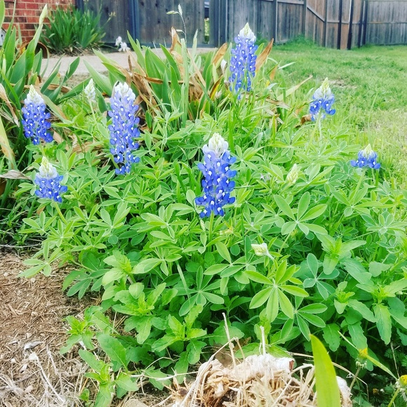 Meet your Posher, Sharon - Picture 1 of 1